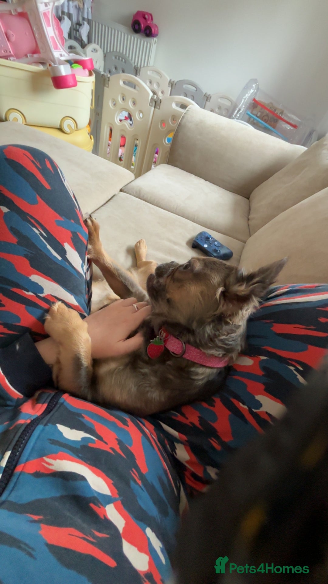 French Bulldog dogs for sale: Fluffy Frenchie - Advert 2