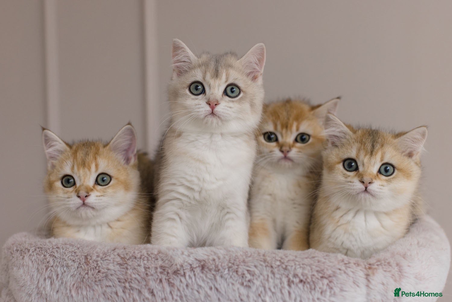 British Shorthair cats Golden Blue and Golden BSH kittens - Advert 16