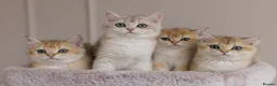 British Shorthair cats for sale: Golden Blue and Golden BSH kittens - Advert 9