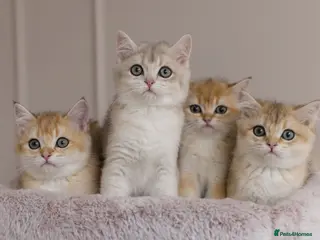 British Shorthair cats Golden Blue and Golden BSH kittens - Advert 16