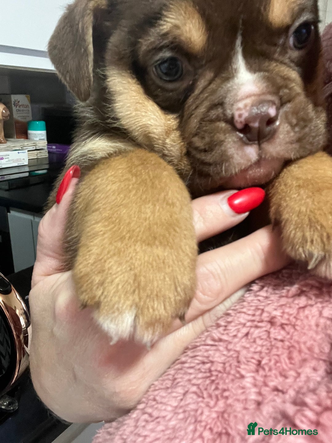 Mixed Breed dogs for sale: 3/4 English bulldog babies  - Image 10