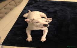 Mixed Breed dogs for sale: Gorgeous Staff boy  - Image 4