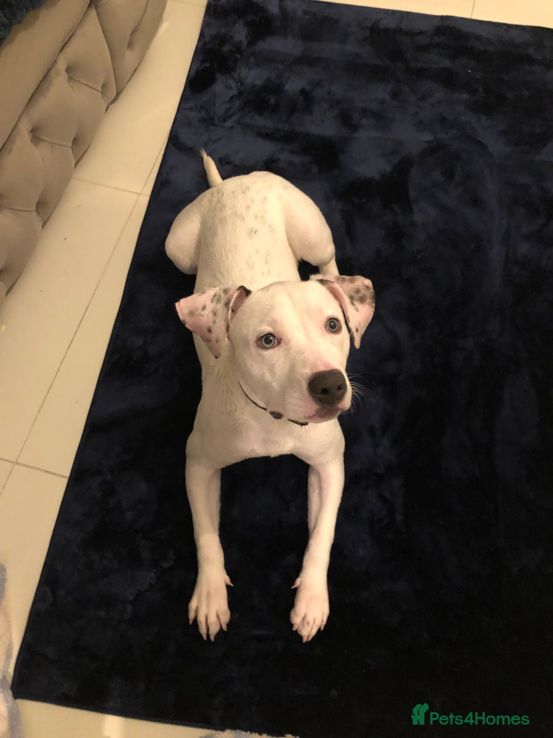 Mixed Breed dogs for sale: Gorgeous Staff boy  - Image 4