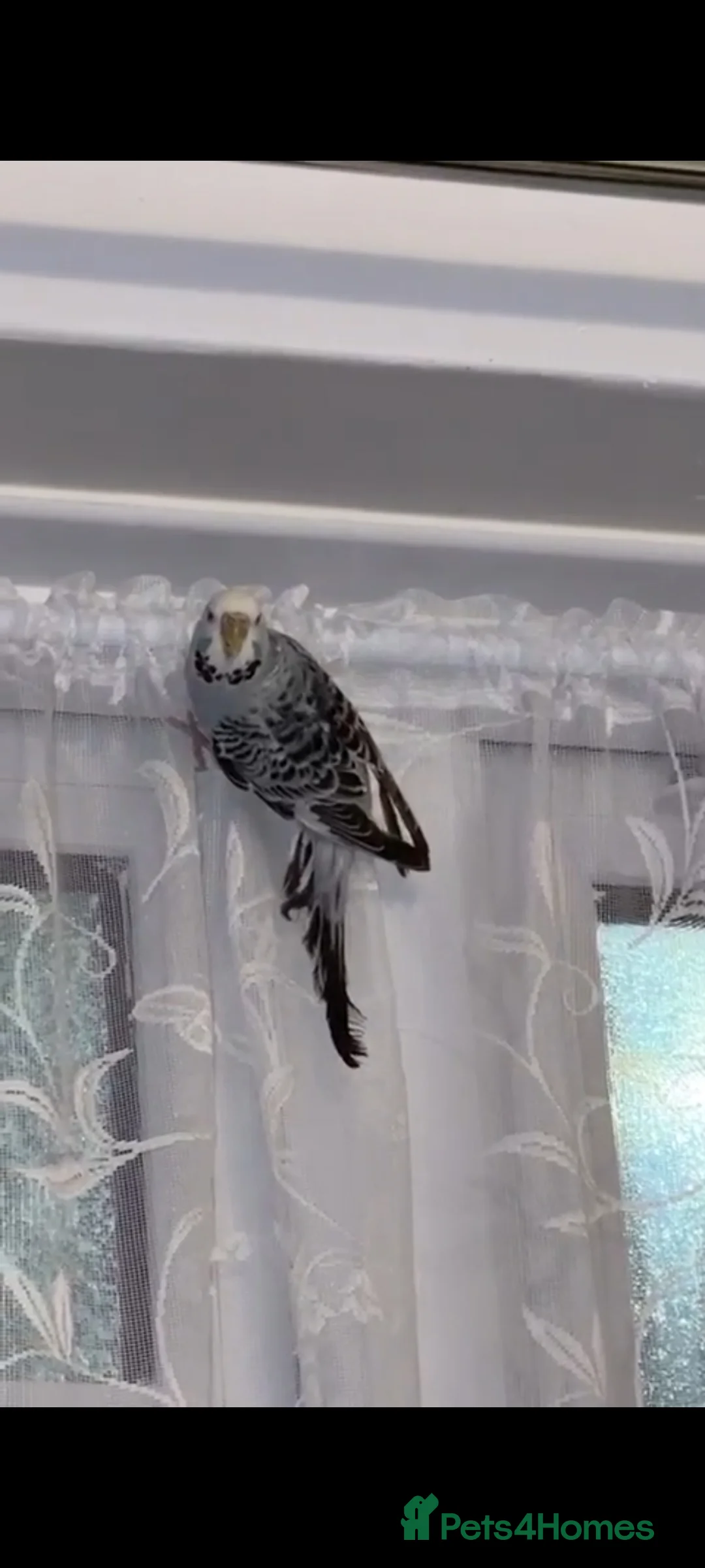 Budgerigars birds for sale: Bobo and Lime.  - Advert 1