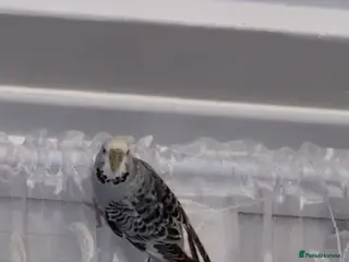 Budgerigars birds Bobo and Lime. - Advert 7