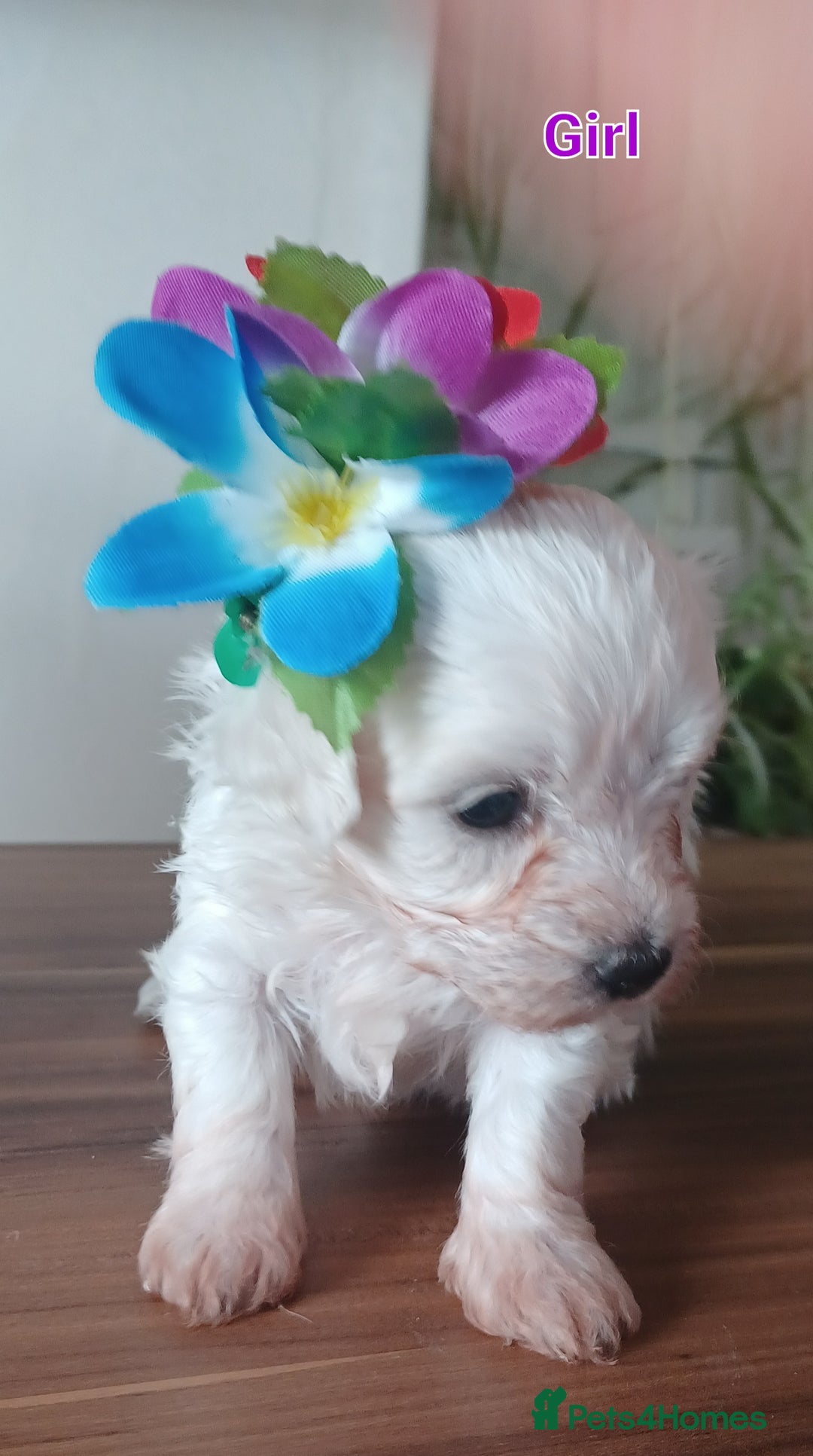 Bichon Frise dogs for sale: GORGEOUS BICHON FRISE❤️ 2 girls 3 boys - Image 2