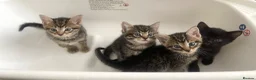 Mixed Breed cats for sale: beautiful kittens ready for their new homes - Advert 2
