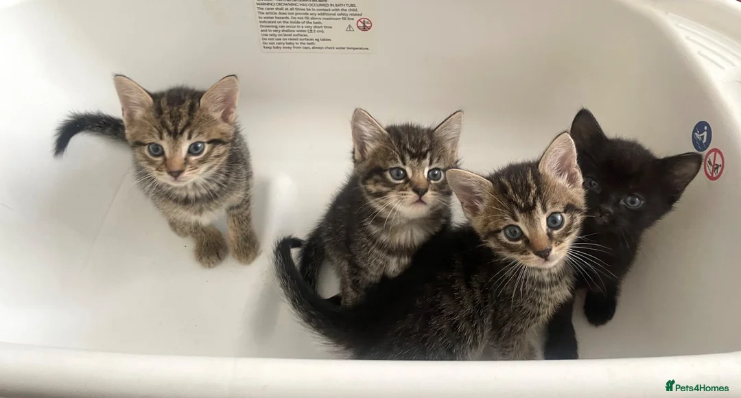 Mixed Breed cats for sale: beautiful kittens ready for their new homes - Advert 2