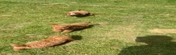 Cockapoo dogs for sale: Adorable cockerpoos puppies - Advert 8