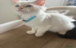 Ragdoll cats for sale: Handsome Ragdoll babys! 💛 in Arundel - Image 33