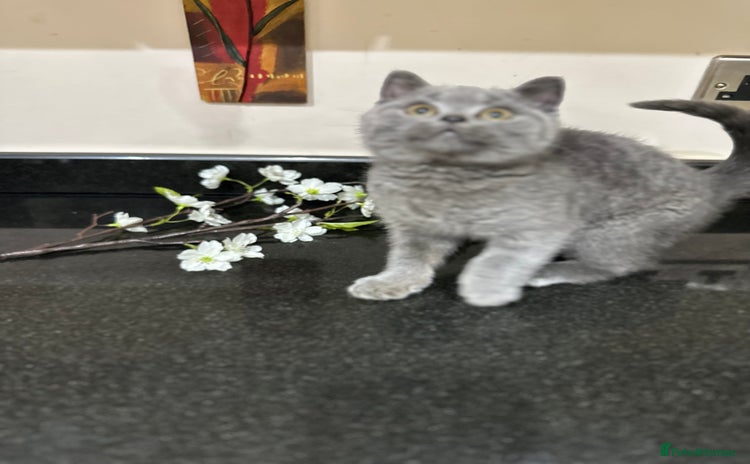 British Shorthair cats - Advert 2