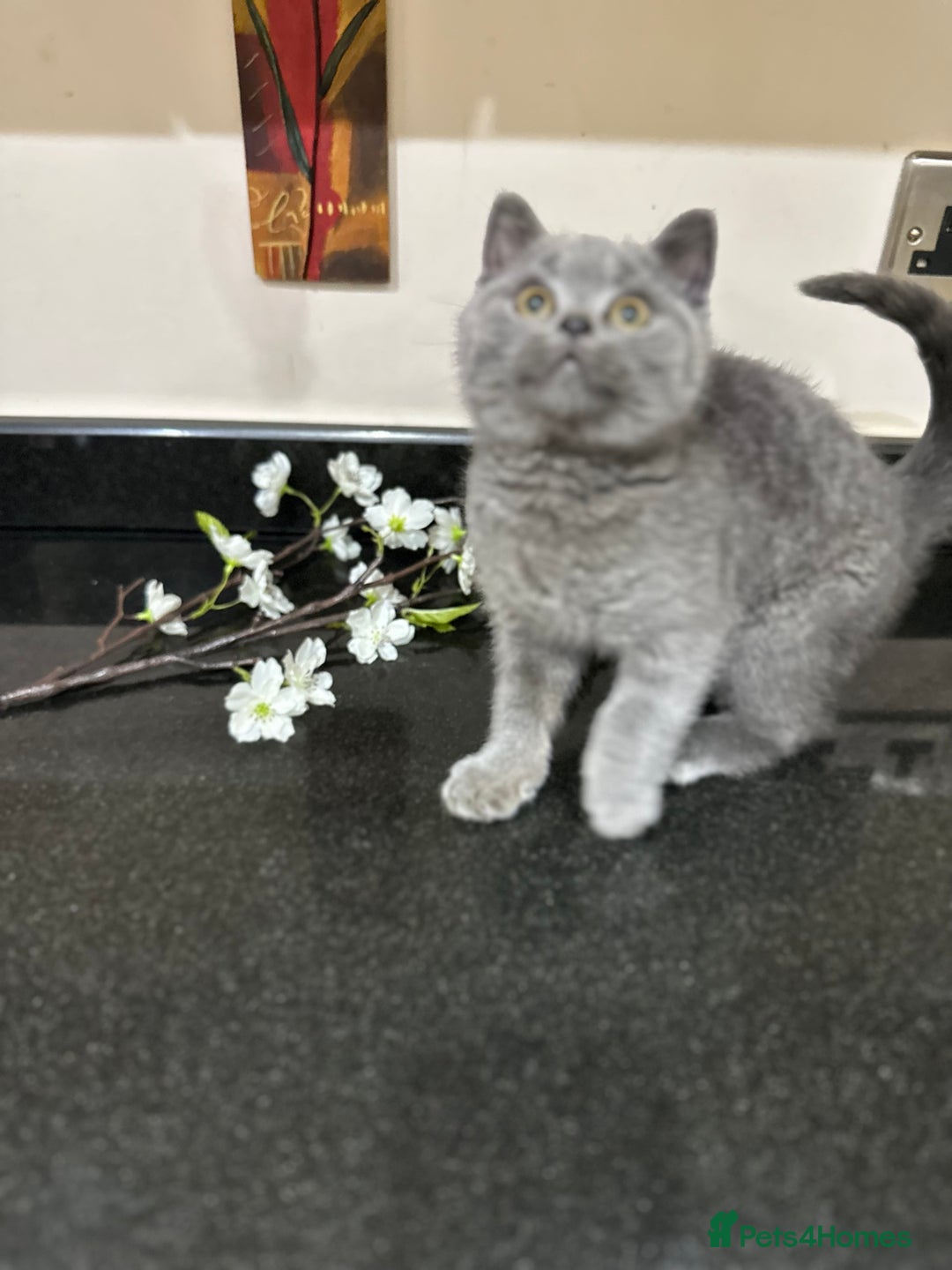 British Shorthair cats for sale: Blue British Shorthair registered Full Pedigree  - Image 15
