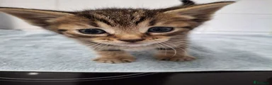 British Shorthair 2