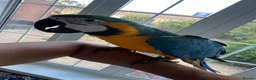 Macaws birds for sale: Tame 10 Month Old Male Blue & Gold Macaw in Harrow - Advert 3