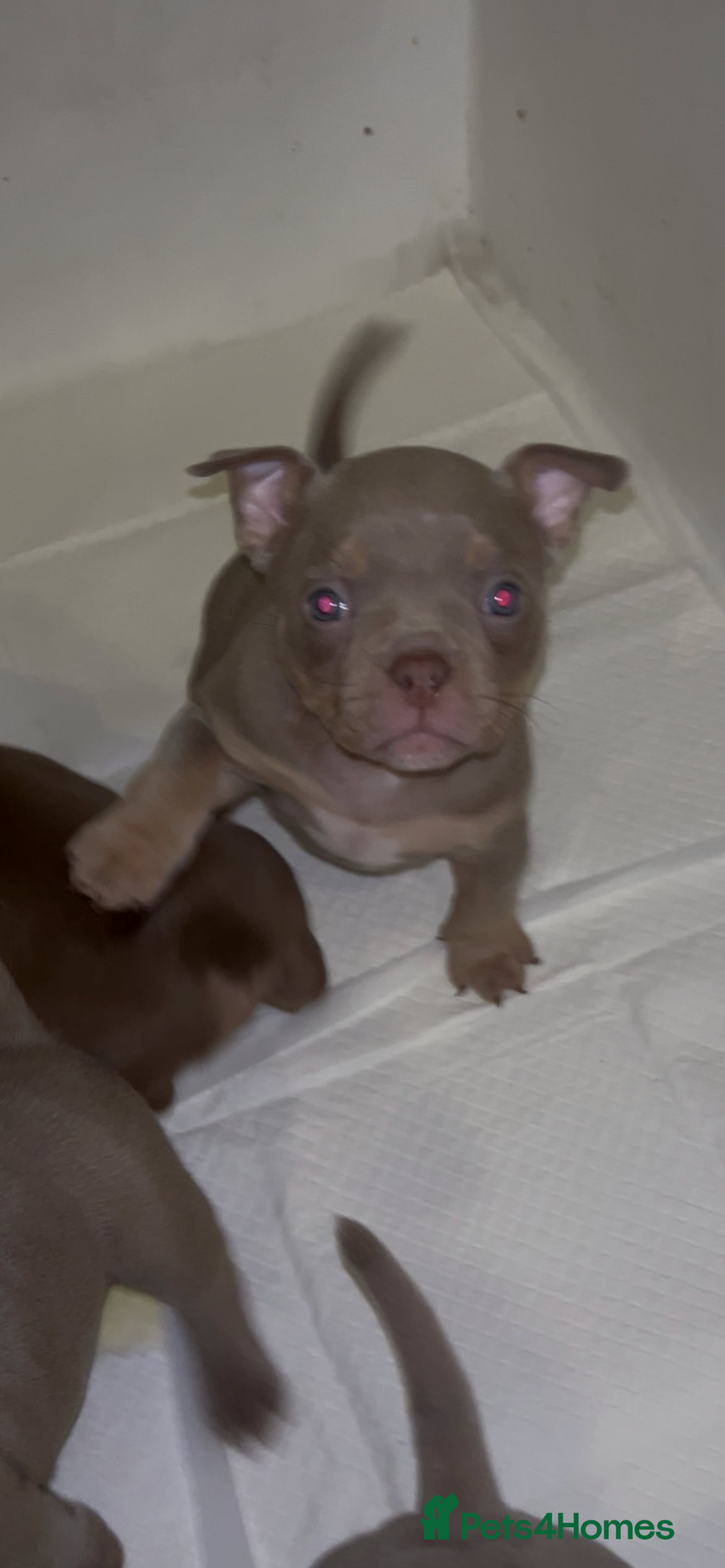 American Bully dogs Lilac Miniature microbully’ puppy’s - Advert 6