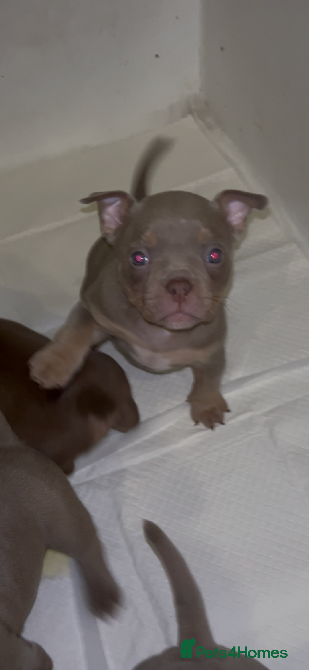 American Bully dogs for sale: Lilac’s Miniature microbully’ puppy’s - Advert 2