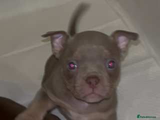 American Bully dogs Lilac Miniature microbully’ puppy’s - Advert 6