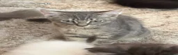 British Shorthair cats for sale: British short hair  - Advert 8