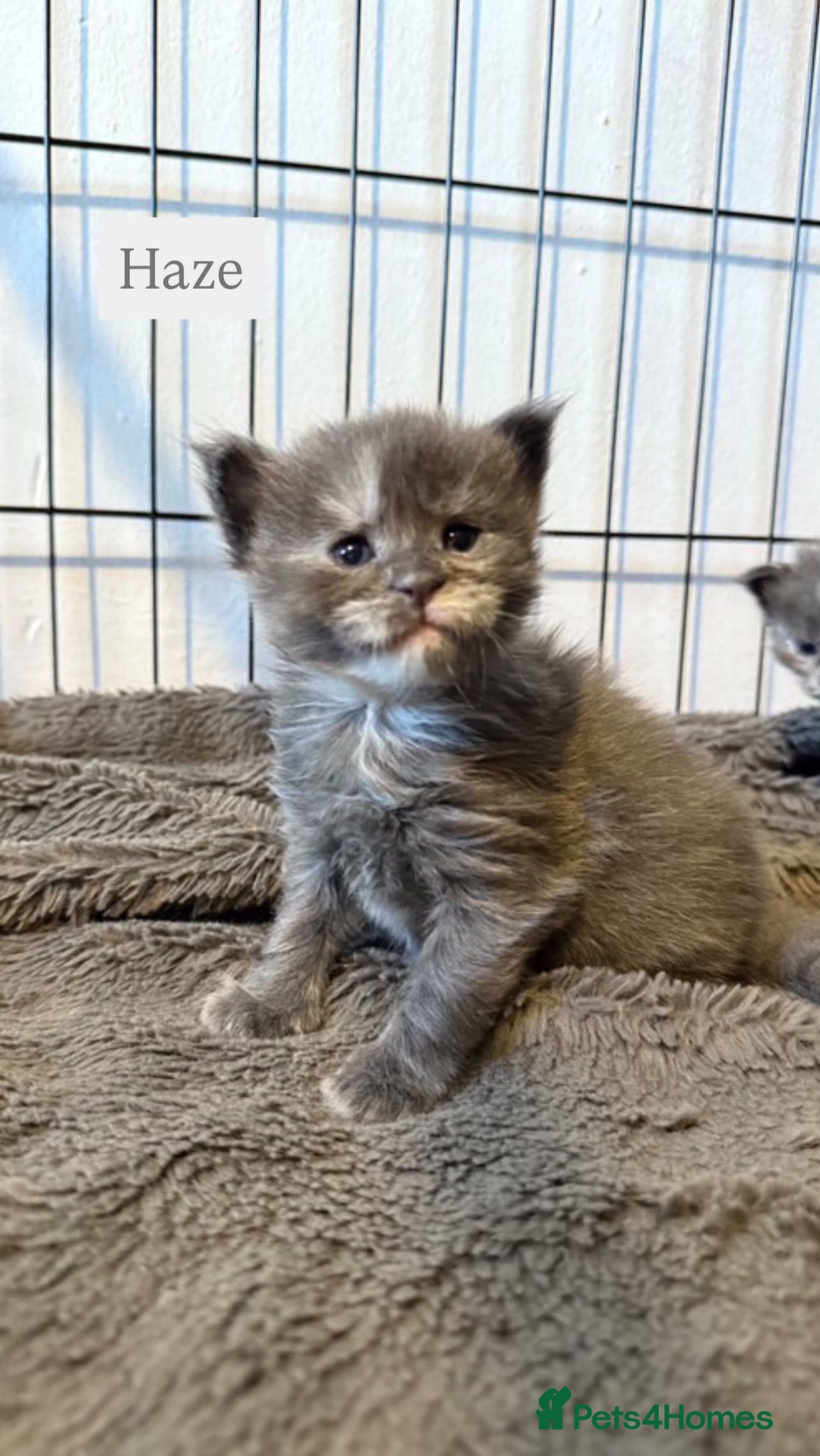 Maine Coon cats for sale: Adorable Maine coon kittens for sale  - Advert 3