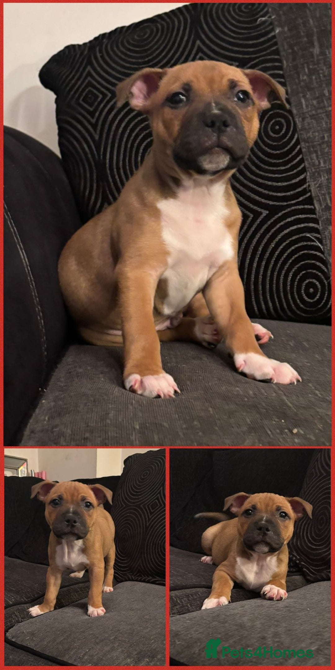 Staffordshire Bull Terrier dogs for sale: Beautiful Staffy Puppies > Ready Now - Advert 9