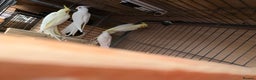 Cockatiels birds for sale: Pair cockatiel - Advert 9
