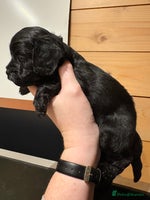 Cavapoo dogs - Advert 2