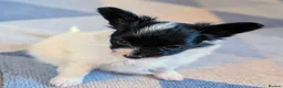 Papillon dogs for sale: Small Papillon Boy Puppy  - Advert 4