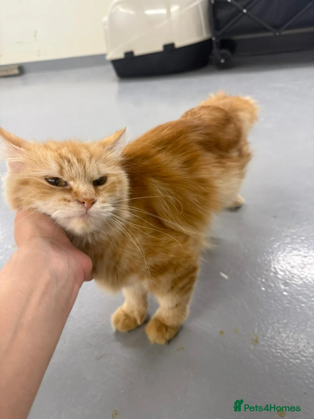 Mixed Breed cats for adoption: HARK-MIX PERSIAN CUDDLY BOY NEUTERED VACCINATED - Advert 4