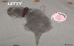 British Shorthair cats for sale: GCCF REGISTERED BRITISH SHORTHAIR KITTENS  - Image 9
