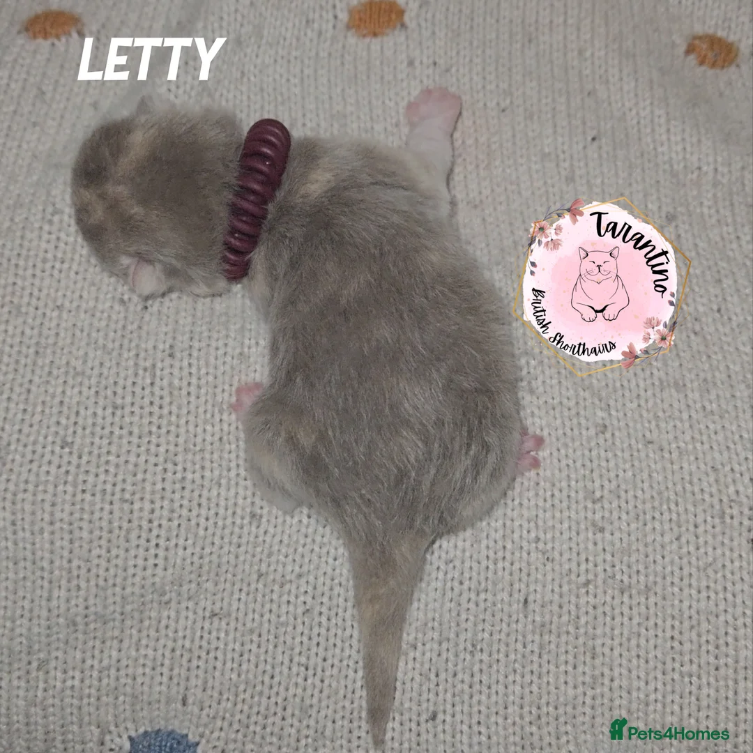 British Shorthair cats for sale: GCCF REGISTERED BRITISH SHORTHAIR KITTENS  - Advert 23