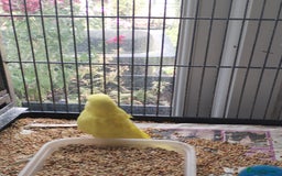Budgerigars birds for sale: Beautiful baby budgies  - Image 5