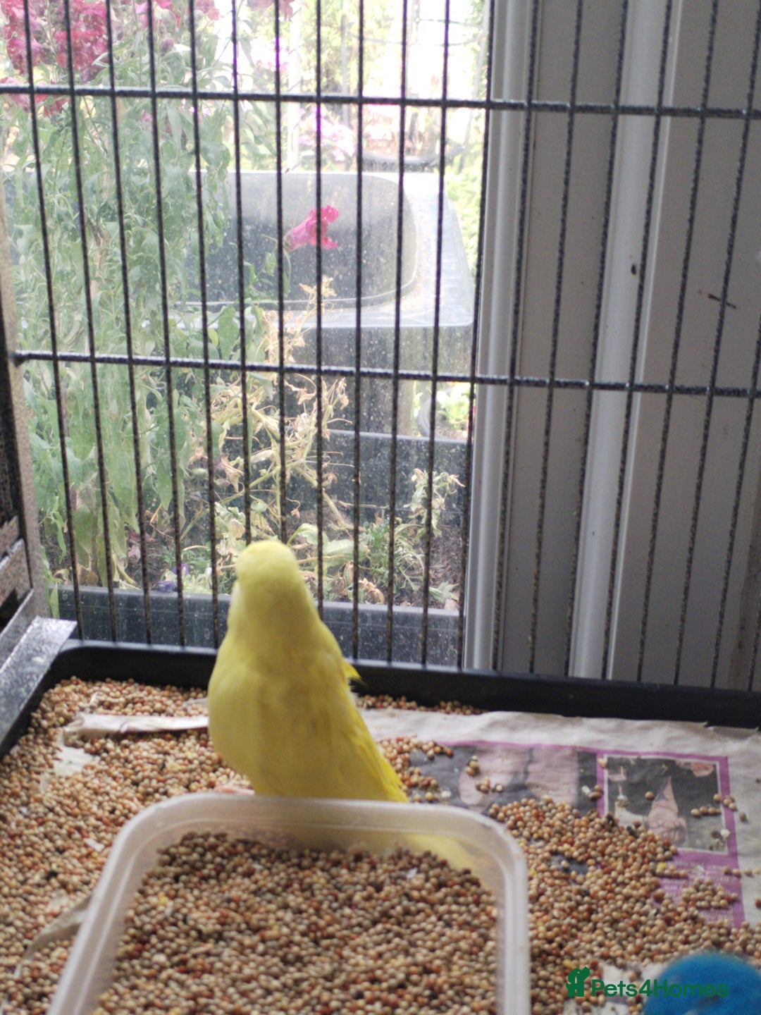 Budgerigars birds for sale: Beautiful baby budgies  - Image 5