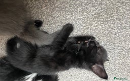 Mixed Breed cats for sale: Four beautiful kittens  - Image 11
