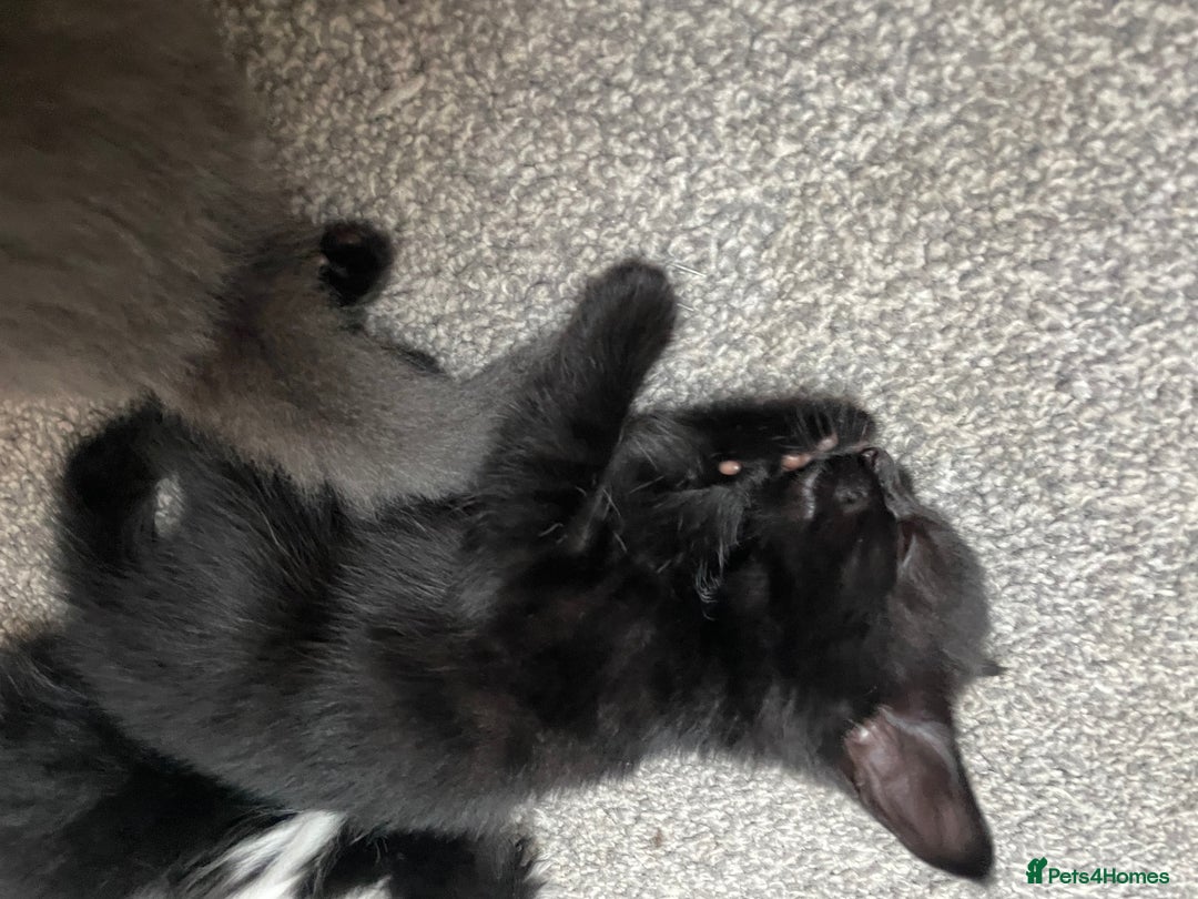 Mixed Breed cats for sale: Four beautiful kittens  - Image 11