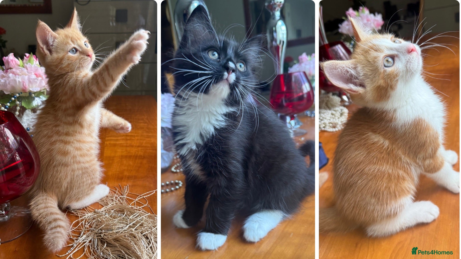 Mixed Breed cats Ginger Calico Tuxedo Kittens London-Richmond Sale - Advert 6