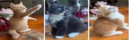 Mixed Breed cats for sale: Ginger Calico Tuxedo Kittens London-Richmond Sale - Advert 10