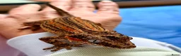 Gecko reptiles for sale: Gargoyle Gecko with enclosure  - Advert 4