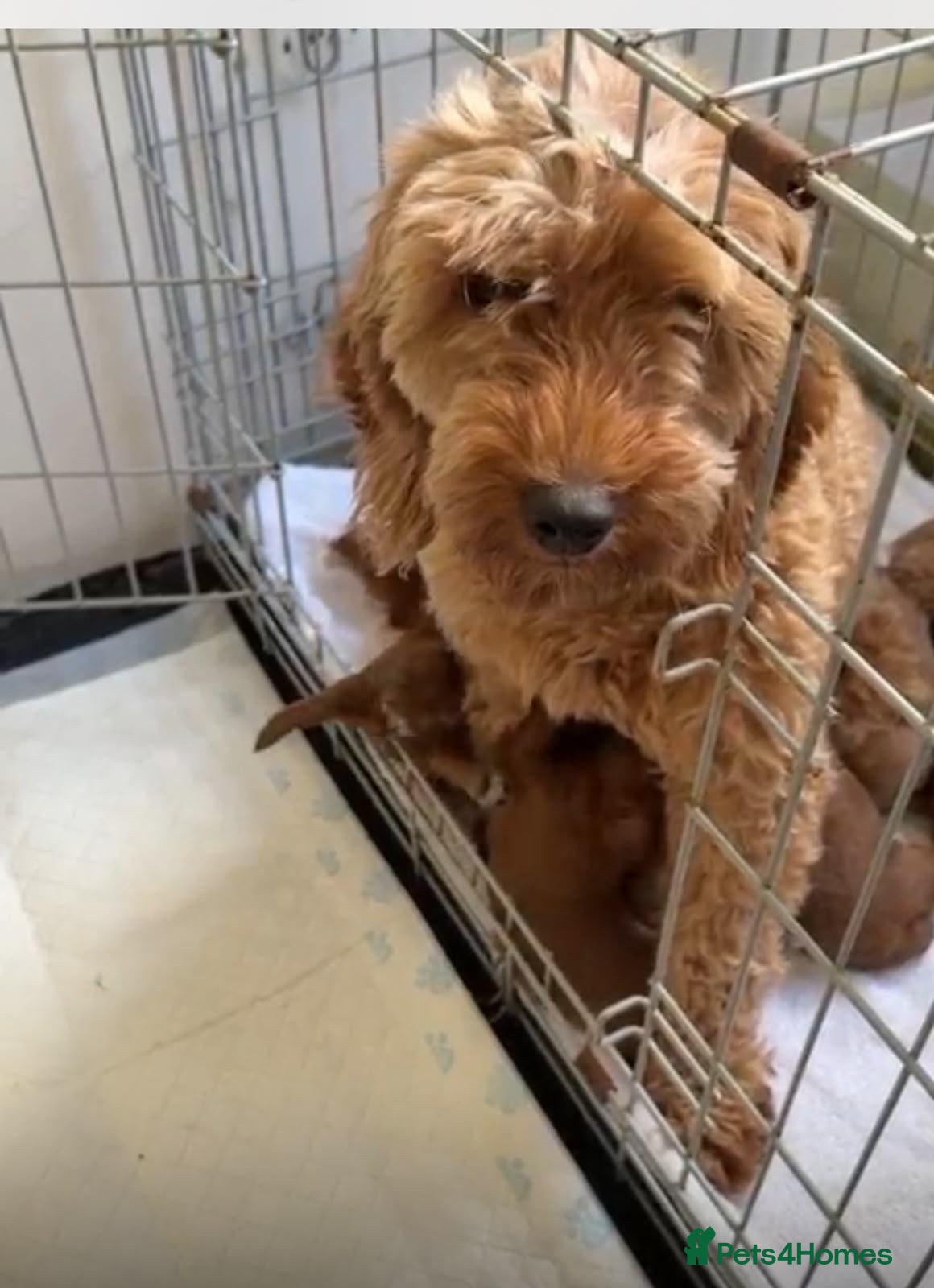 Cavapoo dogs Adorable Cavapoo puppies  - Advert 1