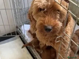 Cavapoo dogs Adorable Cavapoo puppies - Advert 1