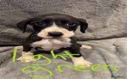 Mixed Breed dogs for sale: Dalmatianxboxer puppies  - Image 3