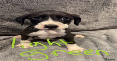 Mixed Breed dogs - Advert 13