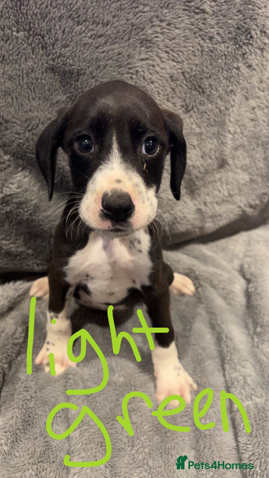 Mixed Breed dogs for sale: Dalmatianxboxer puppies  - Image 3