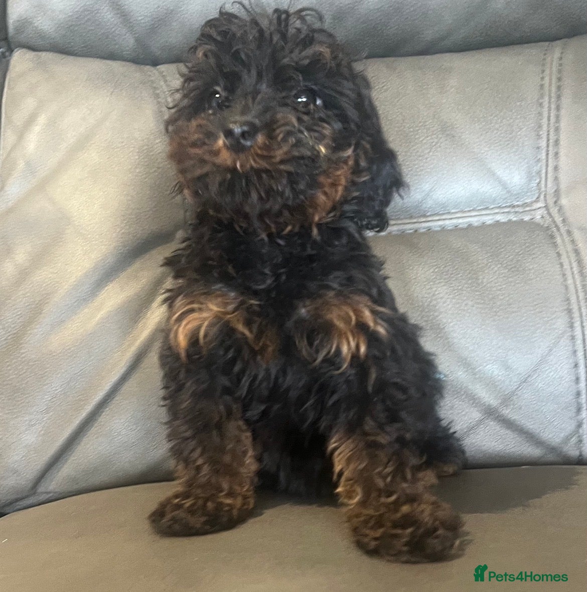 Cockapoo dogs 🐶F2 cockapoos 🐶 LAST 2 GIRLS READY TO GO  - Advert 2