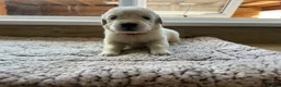 Golden Retriever dogs for sale: Health tested and KC-stunning golden retrievers  - Advert 29