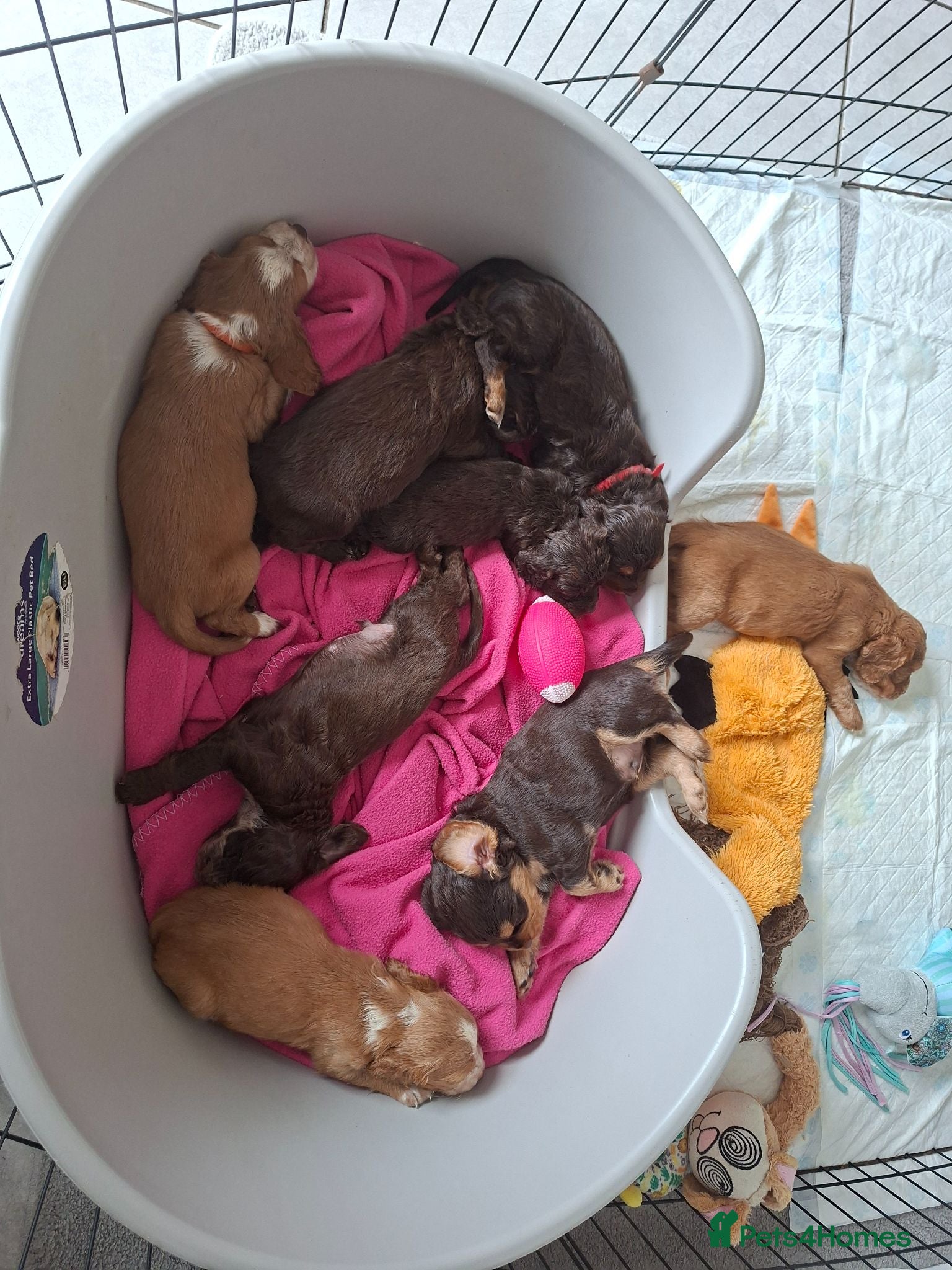 Cocker Spaniel dogs Cocker spaniel puppies  - Advert 6