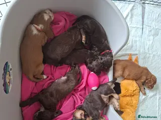 Cocker Spaniel dogs Cocker spaniel puppies - Advert 6