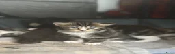 Mixed Breed cats for sale: Mixed breed kittens  in Rotherham - Advert 3