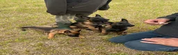 Belgian Shepherd Dog dogs for sale: Stunning Belgian Malinois pups 1 boy - Advert 21