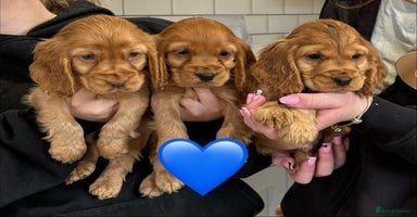 Cocker Spaniel dogs - Advert 13