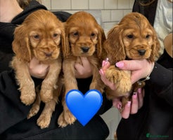 Cocker Spaniel dogs - Advert 6